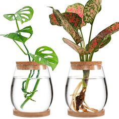 two glass vases with plants in them