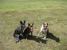 three dogs are sitting in the grass and one is looking at the camera while the other looks up