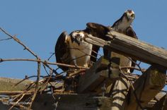 two large birds sitting on top of a wooden structure