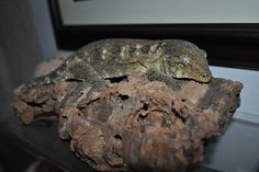 a lizard sitting on top of a piece of wood