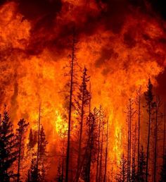 a fire blazing in the middle of a forest filled with lots of tall pine trees