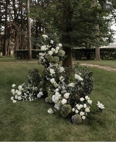 white flowers are growing in the grass next to a tree and some bushes on the ground