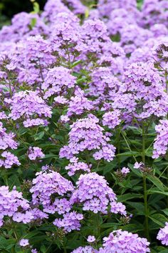 purple flowers are blooming in the garden