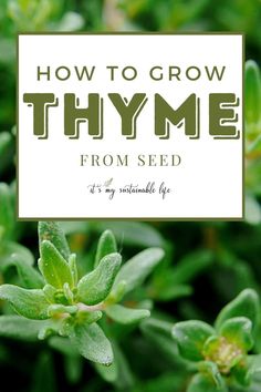 the words how to grow thyme from seed on top of green plants with leaves