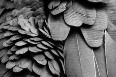 black and white photograph of feathers on display