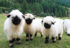 a group of sheep standing next to each other on a lush green field with trees in the background