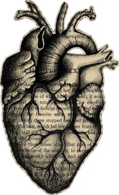 a drawing of a human heart