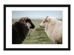 two sheep standing next to each other in a field with green grass and blue sky