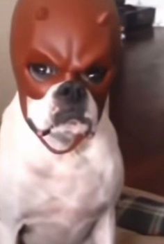 a dog with a red mask on sitting next to a couch