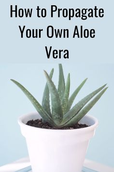 an aloe plant in a white pot with the title how to propagate your own aloe vera