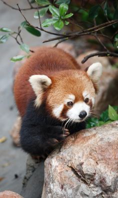 a small red panda bear sitting on top of a rock next to a tree branch