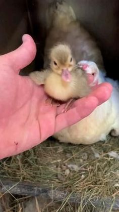 a hand holding a small bird in it's palm next to two smaller birds