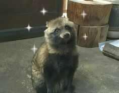 a dog that is sitting down on the ground with stars in the sky above it