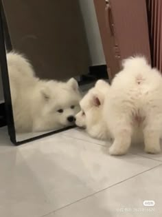 two small white dogs standing in front of a mirror looking at their own selfs