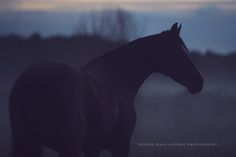 a horse is standing in the fog at sunset