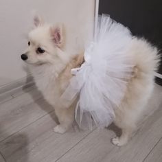 a small white dog wearing a tutu skirt