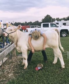 a young boy is holding the back of a white cow in a fenced off area