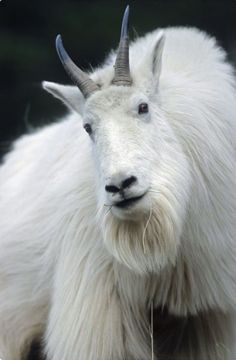 a white goat with long horns standing in the grass