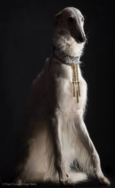 a large white dog sitting on top of a black floor next to a dark background