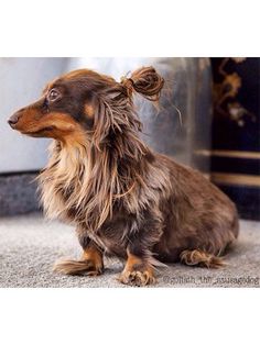 a brown and black dog sitting on top of a floor