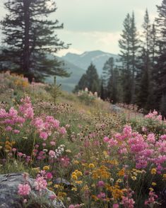 Pink Flowers: Their Meaning, Symbolism, and Cultural Significance Colorado Wildflowers, Pink Flowers, Colorado, History