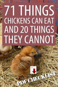 chickens in hay with text overlay that reads, 71 things chickens can eat and 20 things they cannot