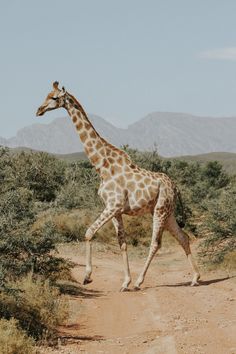 a giraffe walking across a dirt road in front of some bushes and mountains