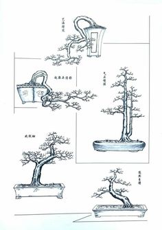 an image of a bonsai tree in various stages of growth, with instructions on how to prune it