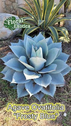 an agave ovatiola'frosty blue '