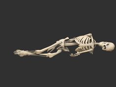 a skeleton laying down on its side with it's head and arm extended to the ground