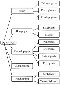 the structure of an animal's body and its major functions, including their names