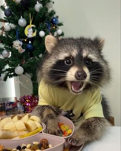 a raccoon wearing a yellow shirt and eating food