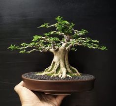 a bonsai tree in a pot being held by a person's hand on a black background