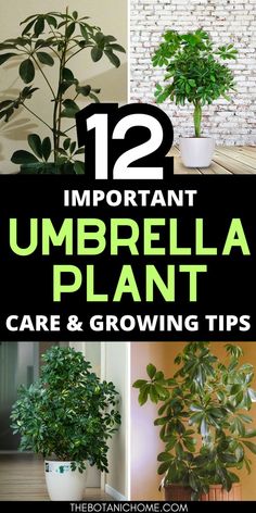 Step-by-step guide on umbrella plant care and umbrella tree propagation, including how to propagate umbrella plant and tips for a healthy sheffalara plant. Sheffalara Plant, Schefflera Plant Propagation, Propagating Umbrella Plant, Umbrella Tree Propagation, Umbrella Tree Houseplant, Schefflera Plant