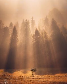 the sun shines through the foggy trees and grass in an open field with a lone tree