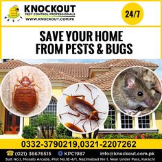 Pest Control Creative Ads, Pest Control Template, Pest Control Funny, Pest Control Logo, Pest Control Ads, Best Pest Control