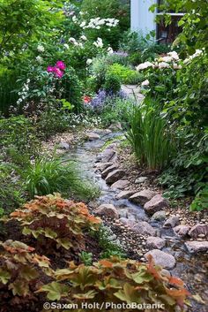 a stream running through a lush green garden