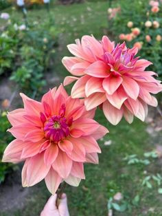 two large pink flowers being held up by someone's hand in a flower garden