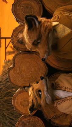 a dog laying on top of stacks of logs