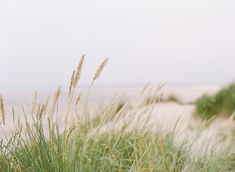 the grass is blowing in the wind on the beach