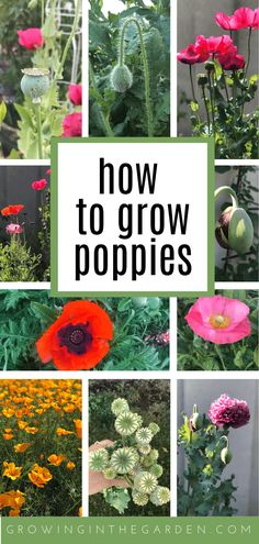 how to grow poppies in the garden with text overlay that reads, how to grow poppies