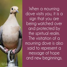 a bird sitting on top of a metal pole with a message below it that reads, when a morning dove visits you, it is a sign that you are being watched over and protected by the