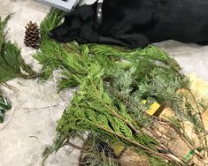 a black dog laying on top of a pile of green plants and pineconis