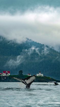 a humpback whale dives into the water in front of some houses and mountains