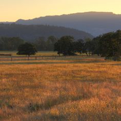 an open field with trees and mountains in the background at sunset or sunrise, there is no image here to provide a caption for