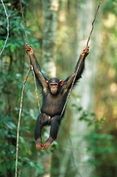 a young chimpan hanging from a rope in the jungle with his hands up