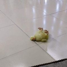 a small stuffed animal laying on the floor