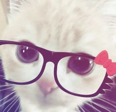 a white cat wearing glasses with a bow on it's head and looking at the camera