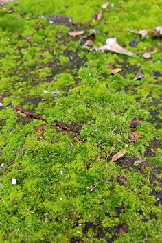 moss growing on the side of a road