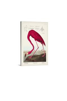 a pink flamingo standing on top of a dirt ground next to a white wall